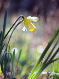 Narcissus Flower screenshot #1 240x320