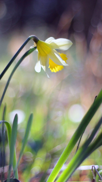 Screenshot №1 pro téma Narcissus Flower 360x640