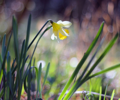 Sfondi Narcissus Flower 480x400