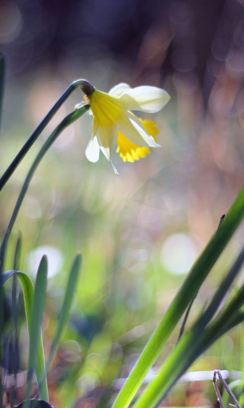 Sfondi Narcissus Flower 480x800