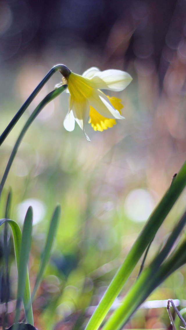 Fondo de pantalla Narcissus Flower 640x1136