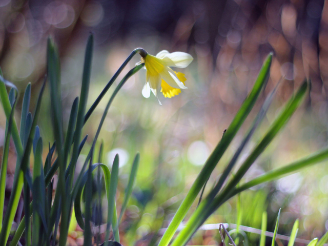 Screenshot №1 pro téma Narcissus Flower 640x480