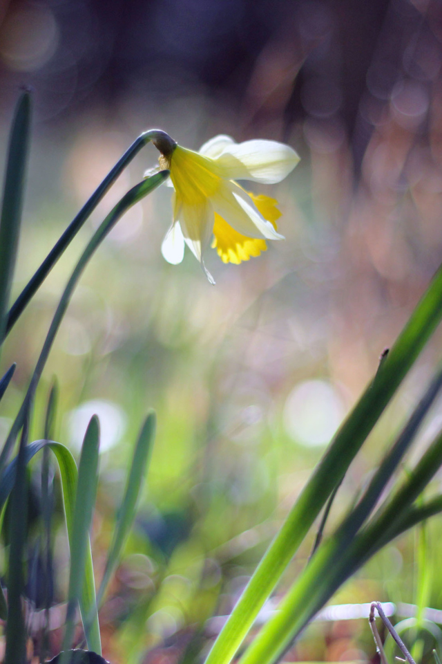 Narcissus Flower screenshot #1 640x960