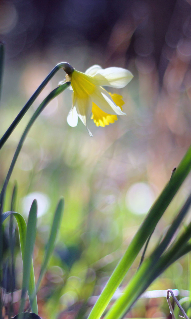 Narcissus Flower wallpaper 768x1280