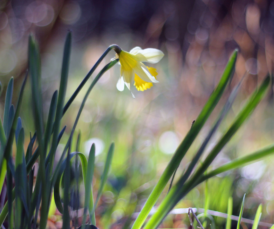 Screenshot №1 pro téma Narcissus Flower 960x800