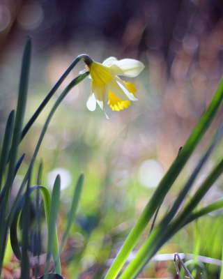 Narcissus Flower - Obrázkek zdarma pro iPhone 4S