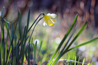 Narcissus Flower Background for Android, iPhone and iPad