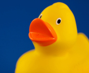 Yellow Duck wallpaper 176x144