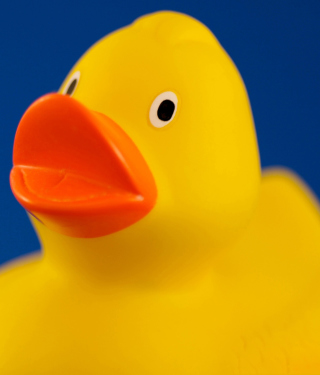 Yellow Duck sfondi gratuiti per Nokia Asha 308