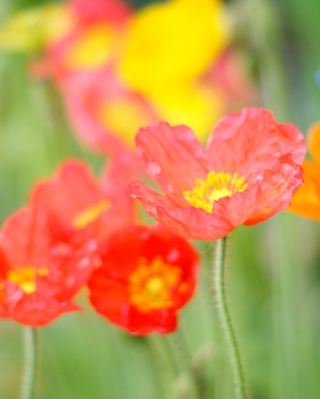 Poppy Field - Obrázkek zdarma pro 240x400