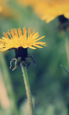 Yellow Summer Field wallpaper 240x400