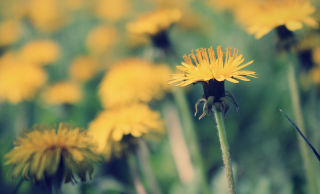 Yellow Summer Field - Obrázkek zdarma pro 2880x1920