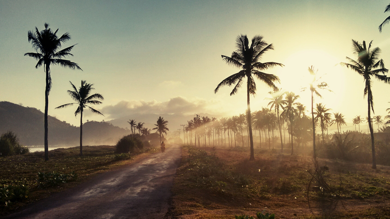 Hills with Palms wallpaper 1366x768