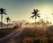 Das Hills with Palms Wallpaper 176x144