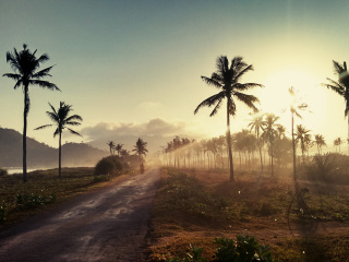 Hills with Palms wallpaper 320x240