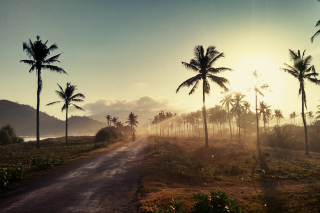 Hills with Palms Picture for Android, iPhone and iPad