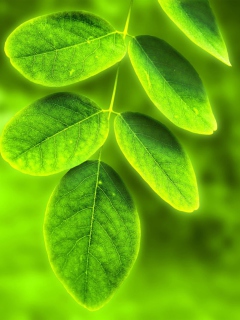 Screenshot №1 pro téma Acacia Leaf 240x320