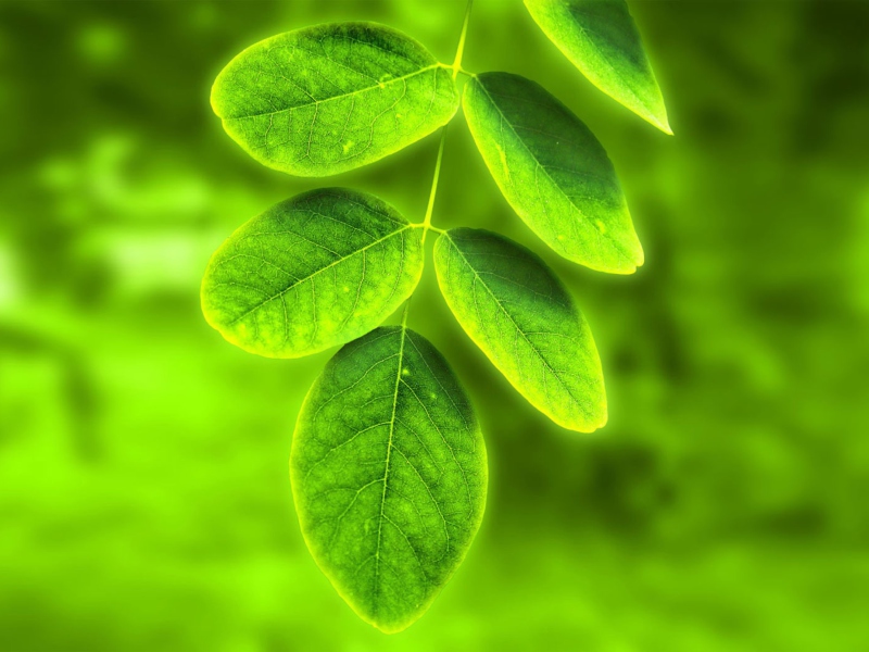 Acacia Leaf screenshot #1 800x600