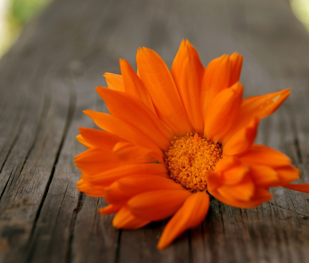 Sfondi Bright Orange Flower 1200x1024