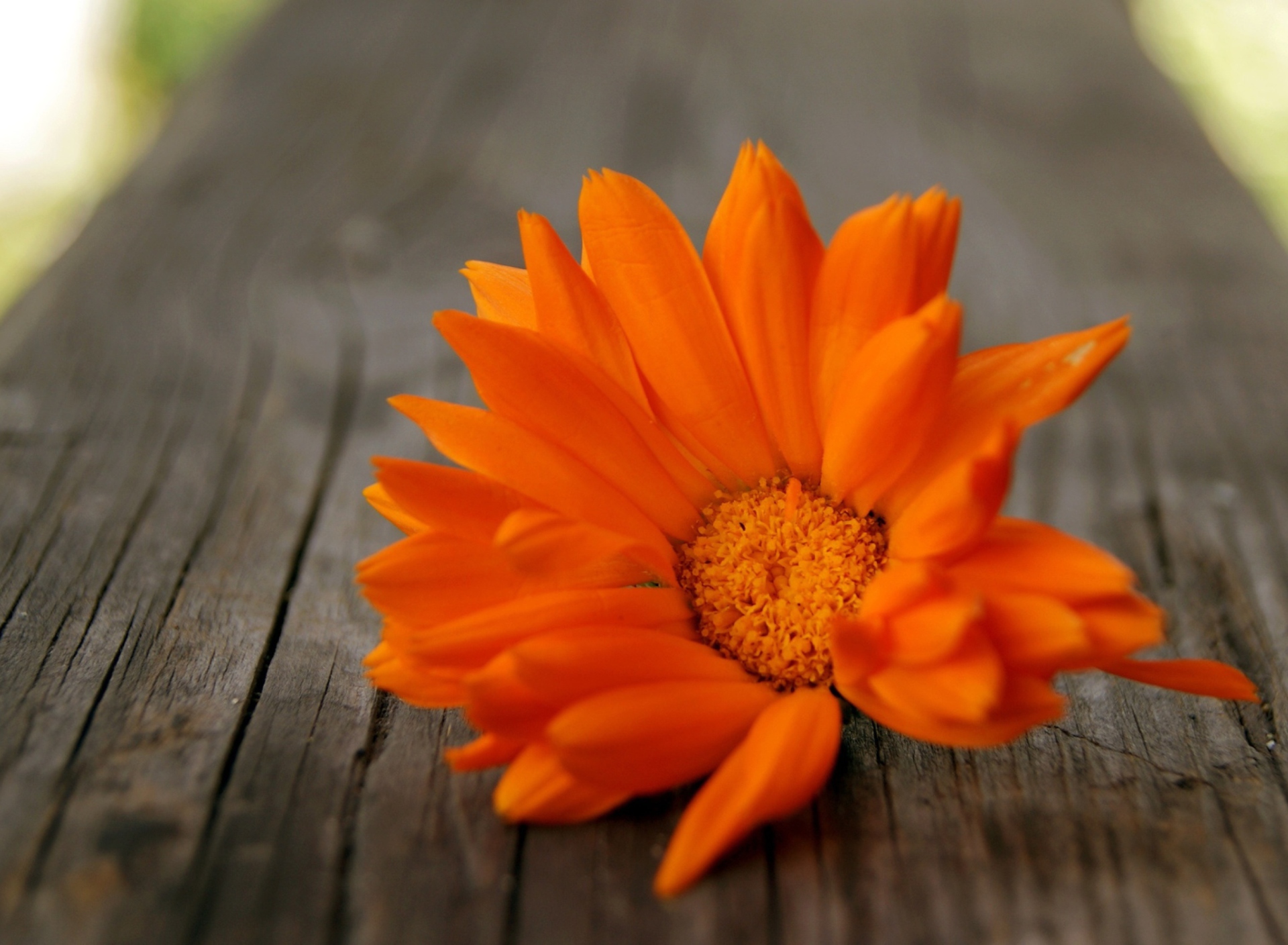 Screenshot №1 pro téma Bright Orange Flower 1920x1408