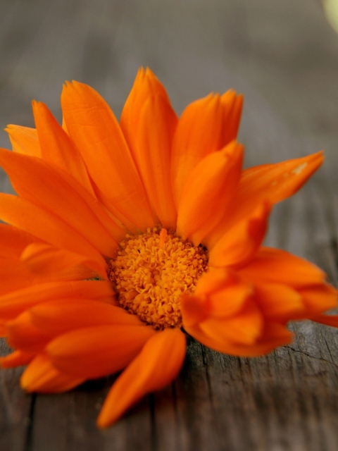 Обои Bright Orange Flower 480x640