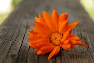 Kostenloses Bright Orange Flower Wallpaper für Android, iPhone und iPad