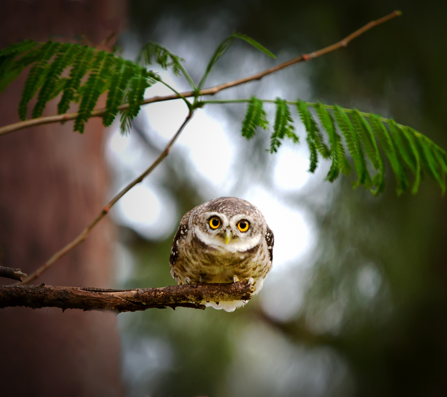 Screenshot №1 pro téma Cute And Funny Little Owl With Big Eyes 1440x1280