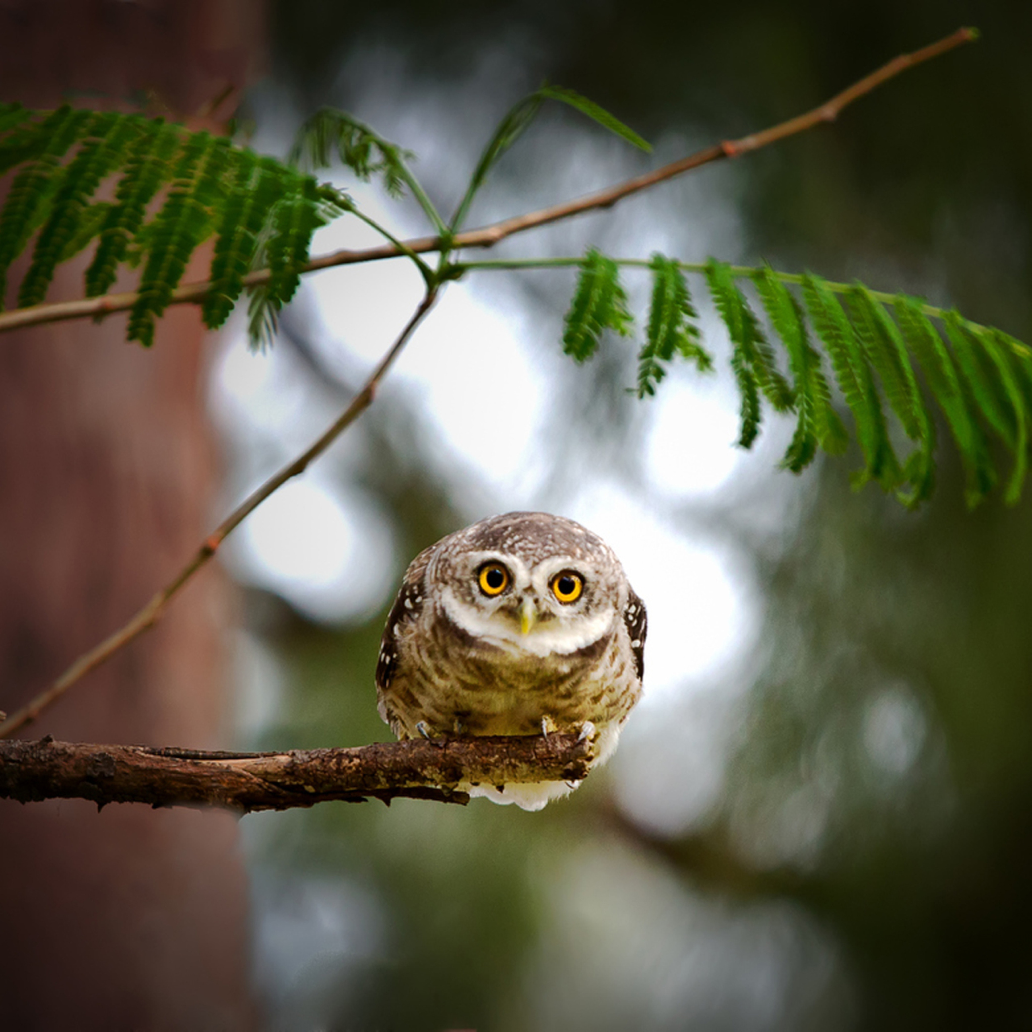 Das Cute And Funny Little Owl With Big Eyes Wallpaper 2048x2048