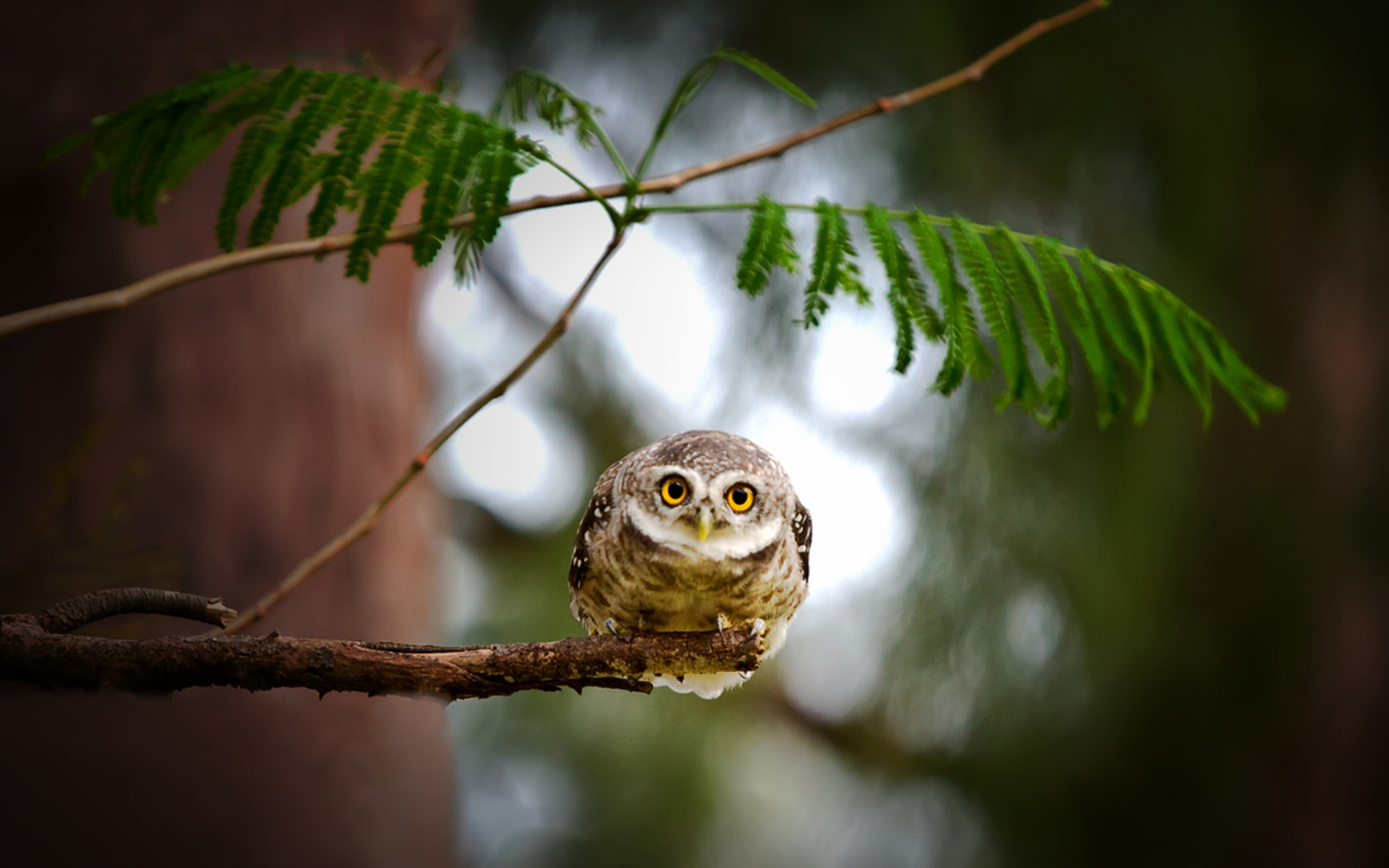 Обои Cute And Funny Little Owl With Big Eyes 2560x1600