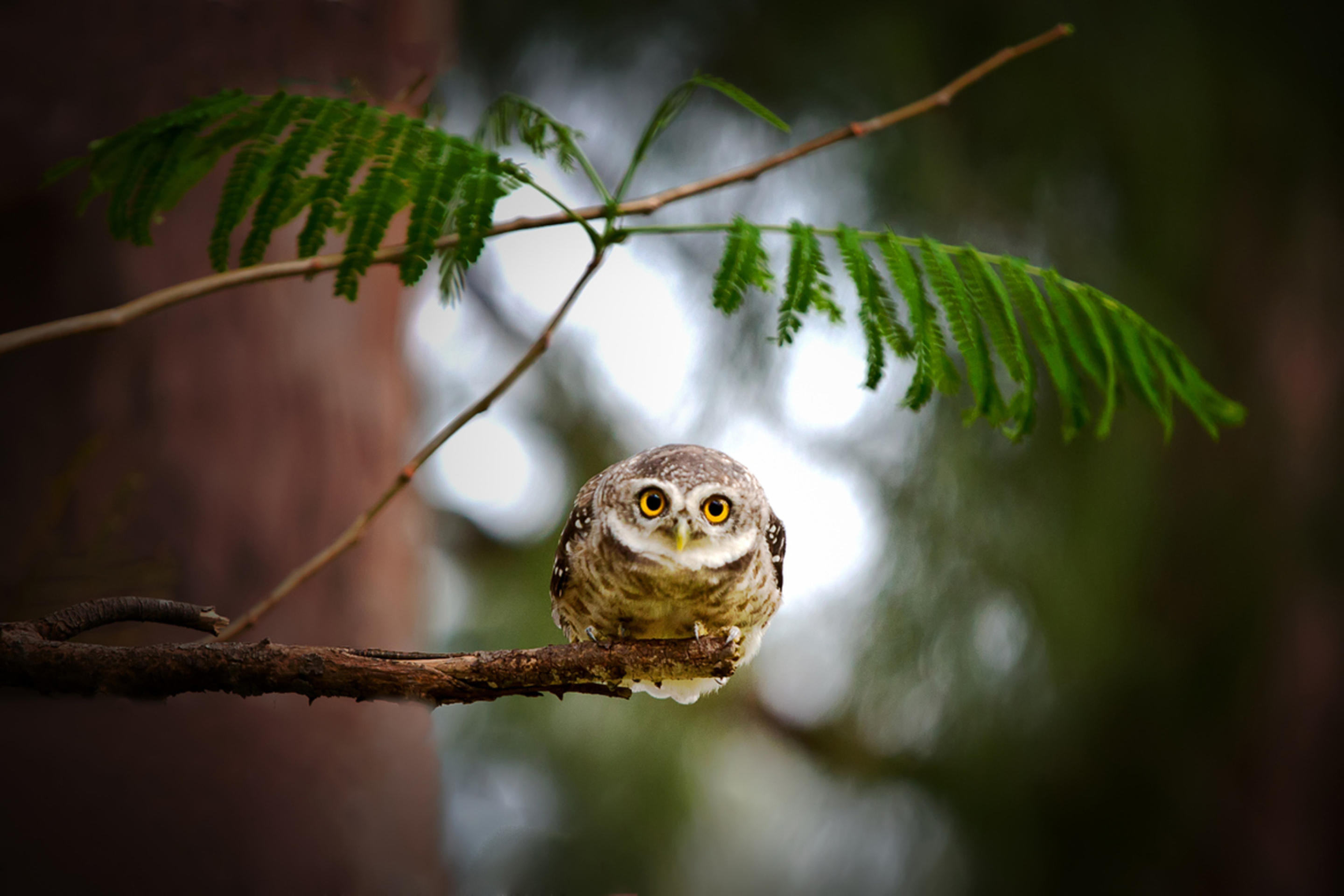 Sfondi Cute And Funny Little Owl With Big Eyes 2880x1920