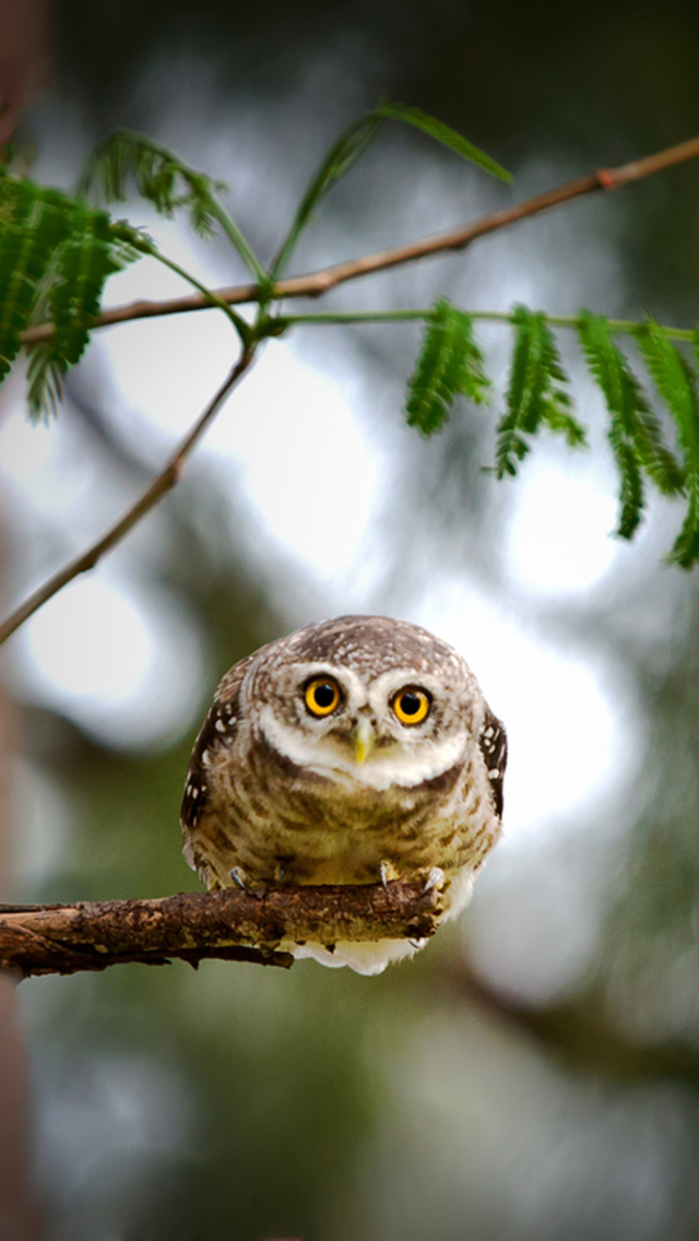 Обои Cute And Funny Little Owl With Big Eyes 640x1136