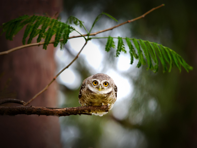 Cute And Funny Little Owl With Big Eyes wallpaper 640x480