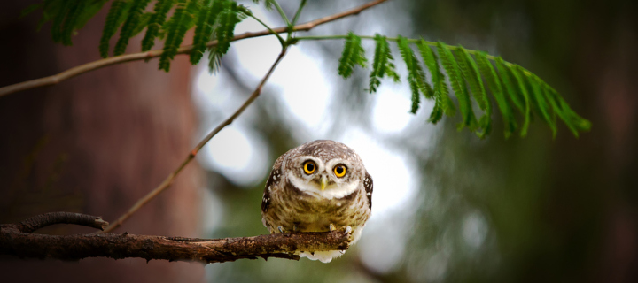 Cute And Funny Little Owl With Big Eyes wallpaper 720x320