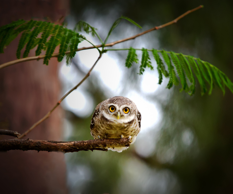 Обои Cute And Funny Little Owl With Big Eyes 960x800