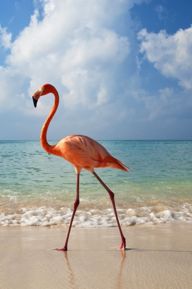 Sfondi Pink Flamingo 640x960