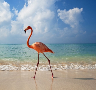 Pink Flamingo - Fondos de pantalla gratis para iPad Air