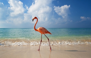 Pink Flamingo Background for Android, iPhone and iPad