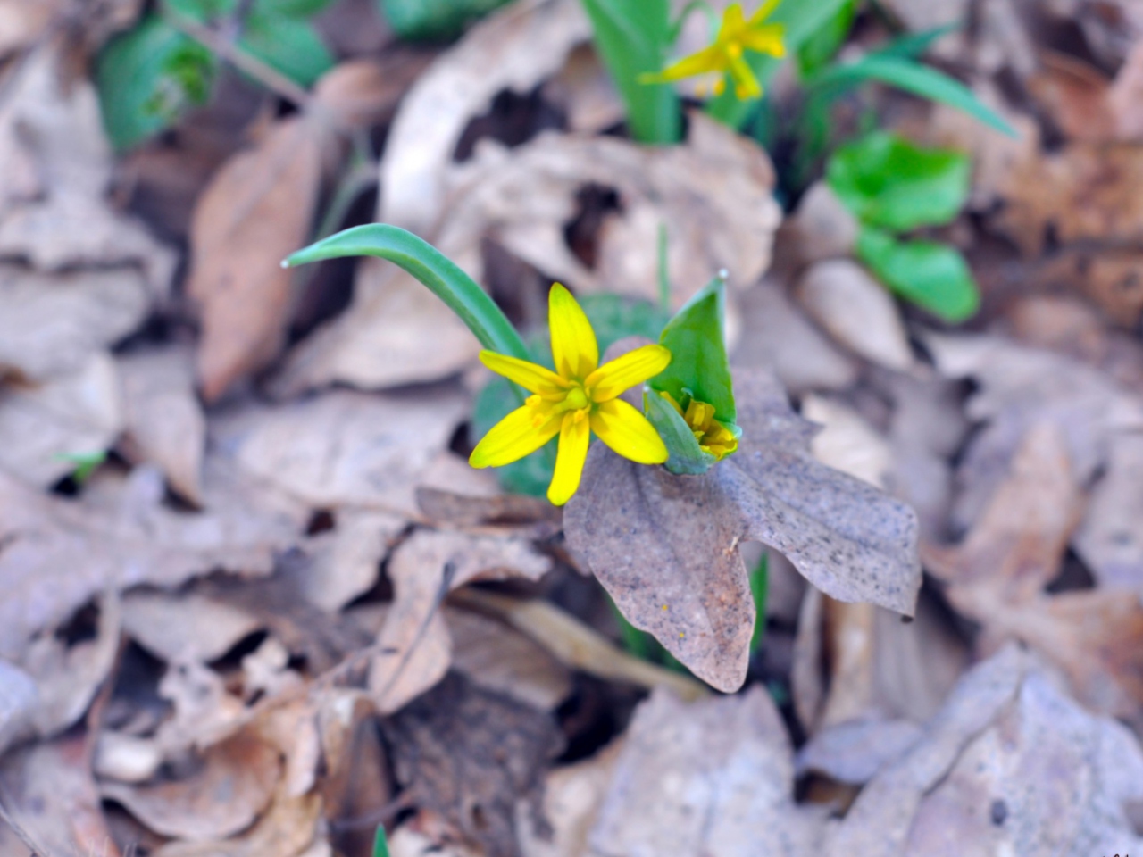 Screenshot №1 pro téma Little Yellow Flower 1280x960