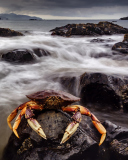 Screenshot №1 pro téma Crab At Ocean Rocks 128x160