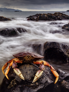 Sfondi Crab At Ocean Rocks 240x320