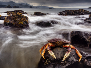 Das Crab At Ocean Rocks Wallpaper 320x240