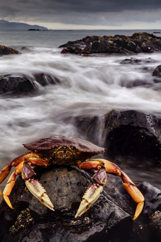 Fondo de pantalla Crab At Ocean Rocks 320x480