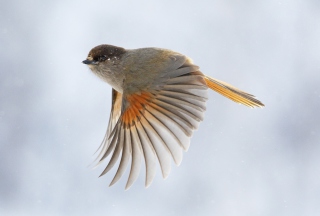 Flying Bird - Obrázkek zdarma 