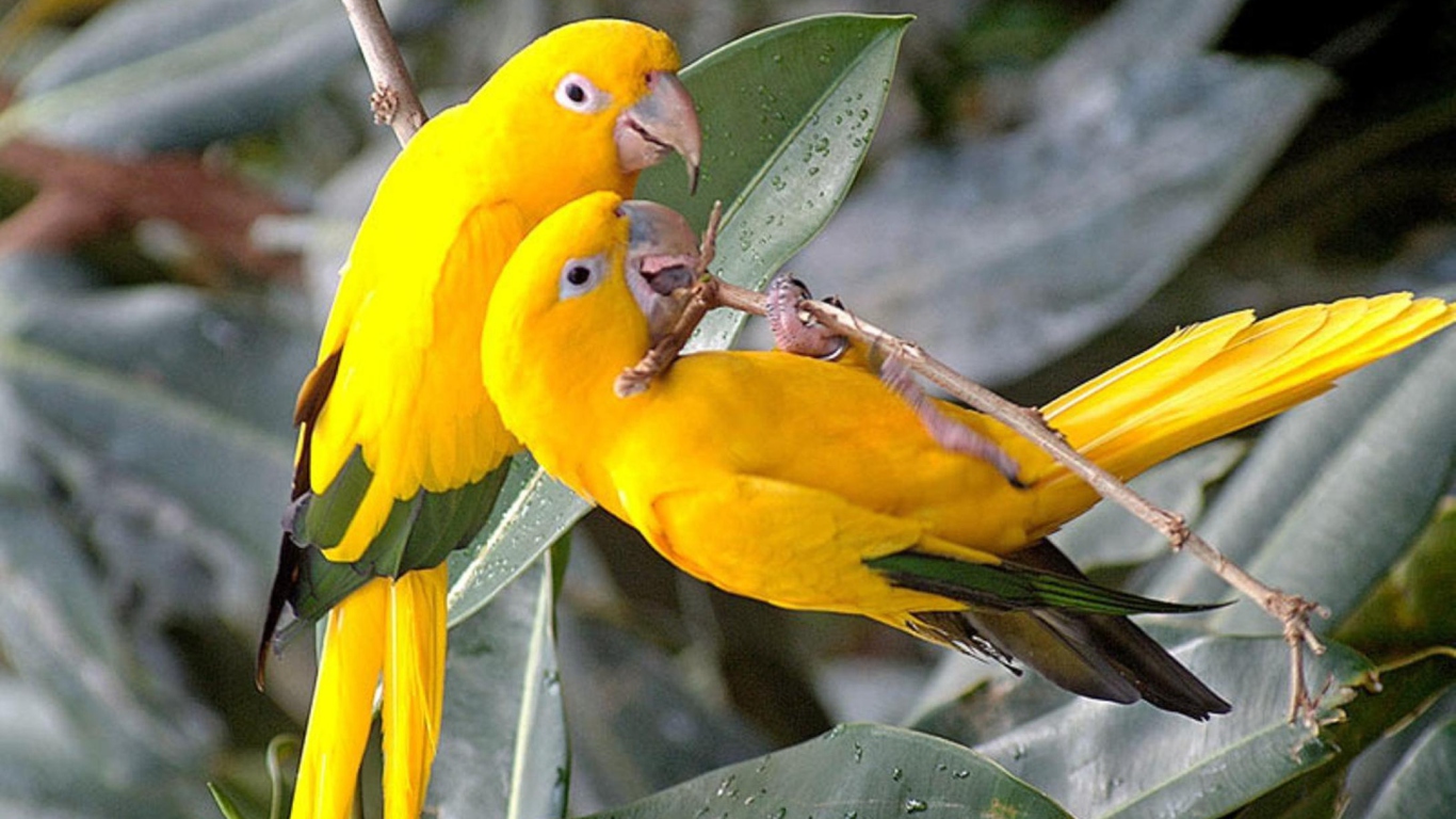 Обои Birds Parrots 1366x768