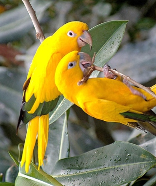Birds Parrots - Obrázkek zdarma pro iPhone 4
