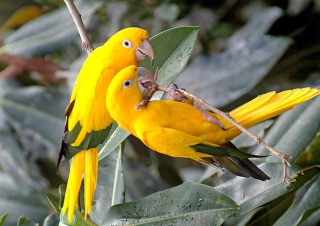 Birds Parrots - Obrázkek zdarma pro HTC Desire