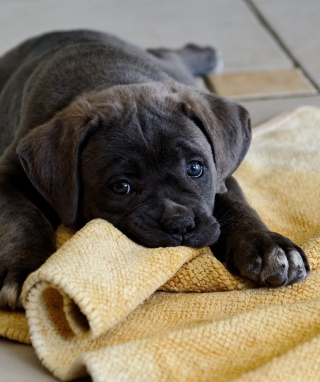 Cute Puppy - Obrázkek zdarma pro 640x960