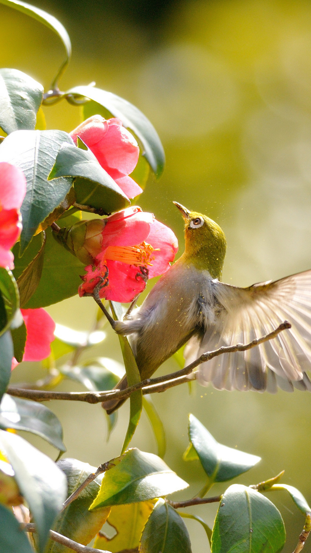 Screenshot №1 pro téma Bird Flying 1080x1920