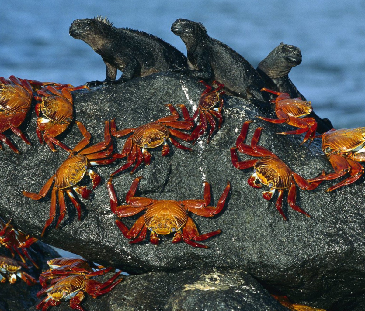 Screenshot №1 pro téma Iguanas And Crabs 1200x1024