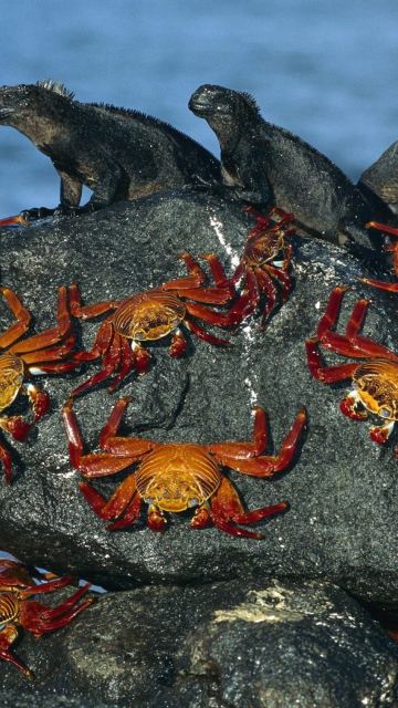 Das Iguanas And Crabs Wallpaper 360x640